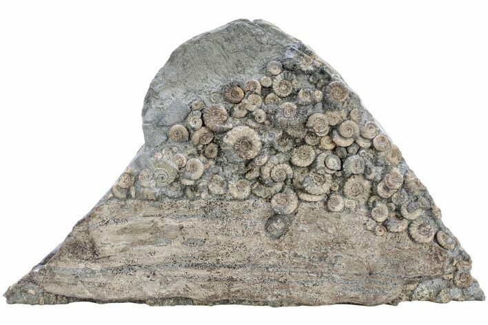 Fossil Ammonites With Petrified Drift Wood - Dorset, England #238079